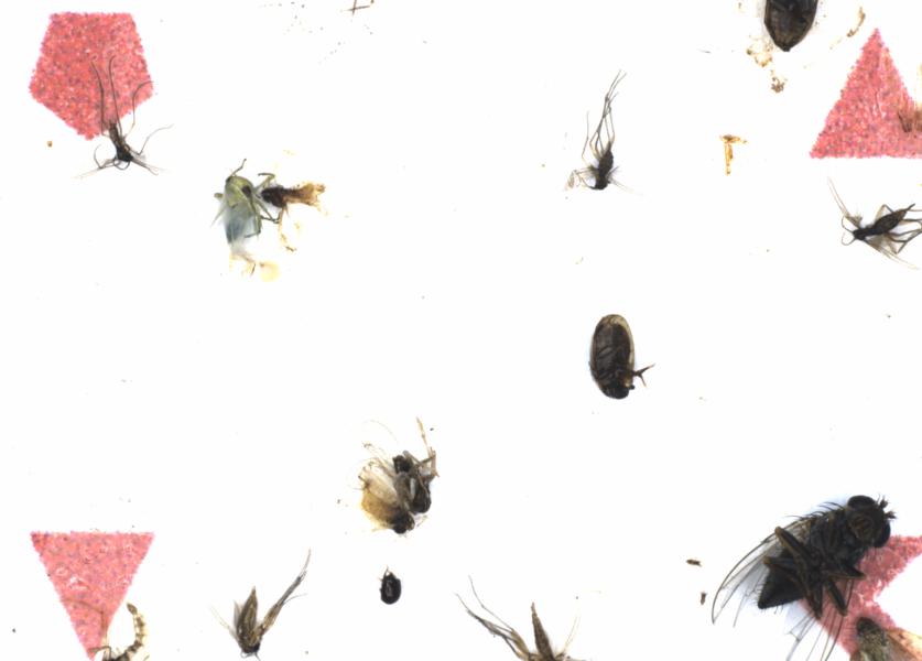 Fullscreen Image