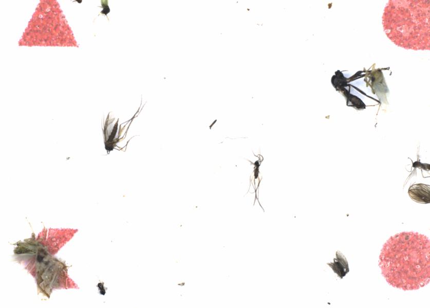 Fullscreen Image