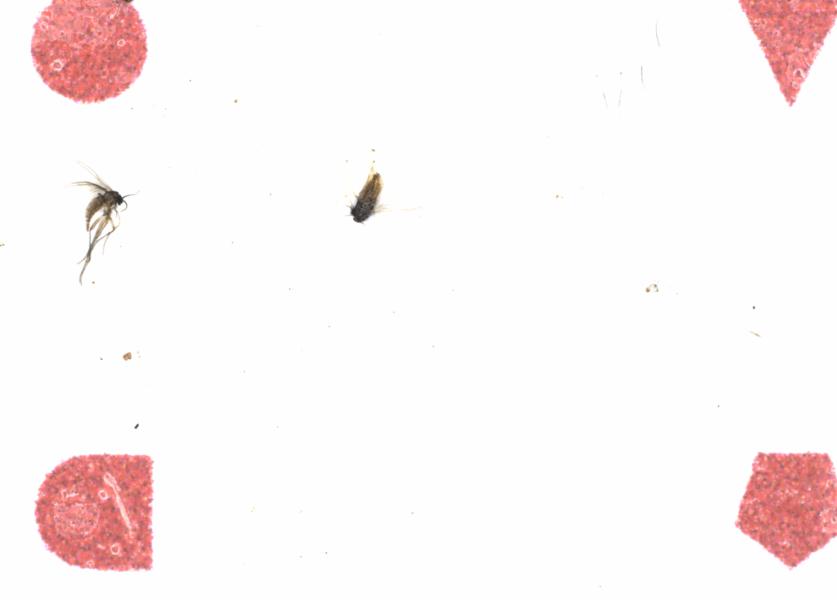 Fullscreen Image