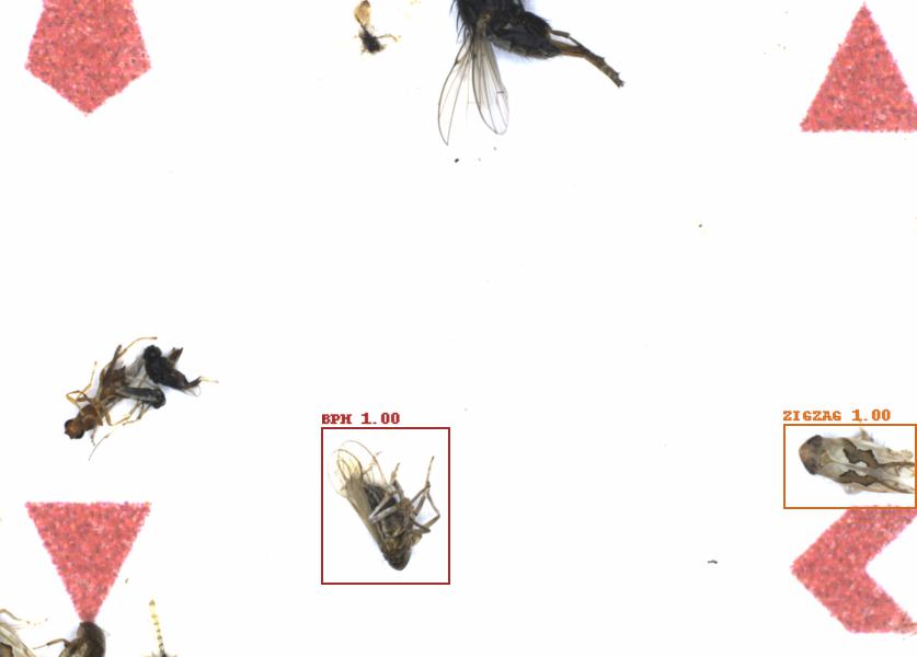 Fullscreen Image