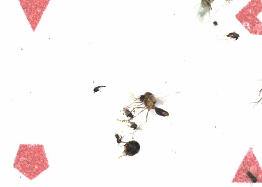 Fullscreen Image