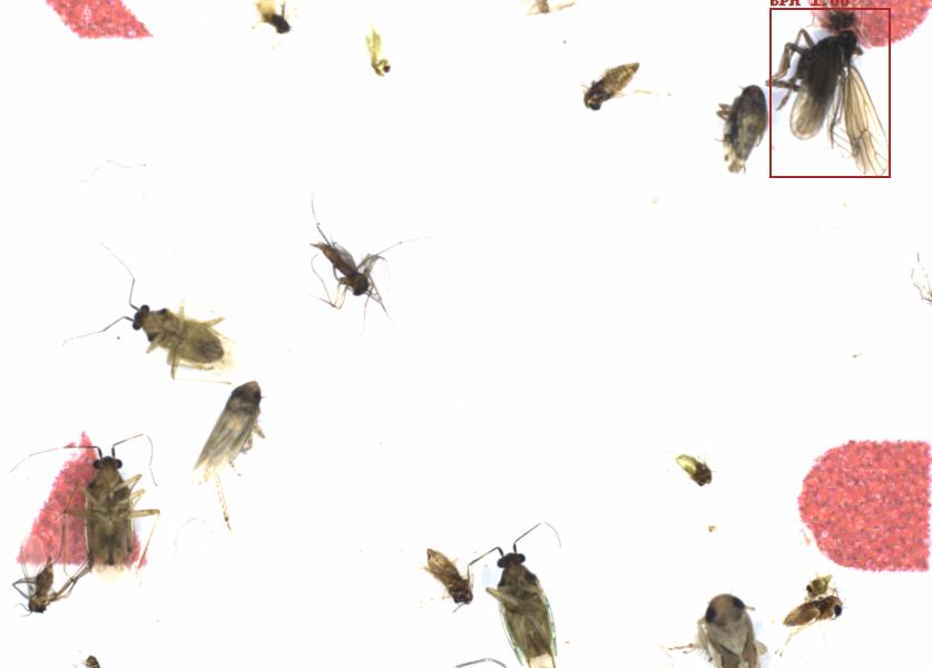 Fullscreen Image