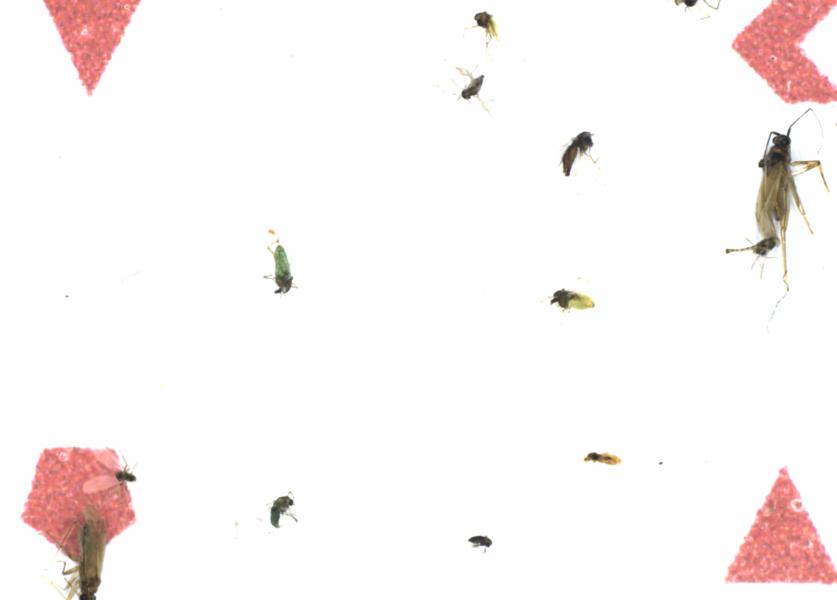 Fullscreen Image