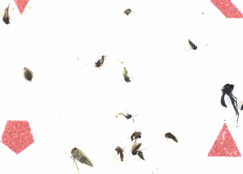 Fullscreen Image