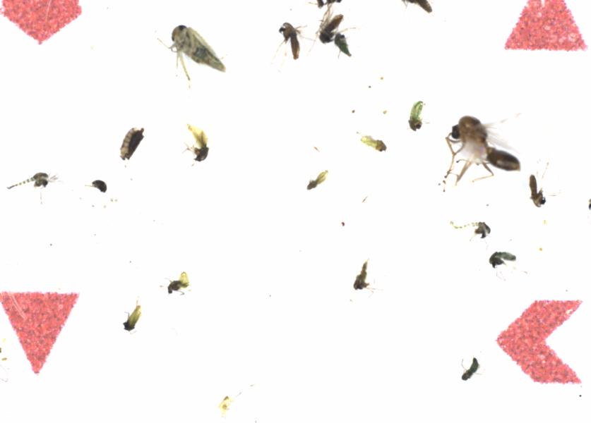 Fullscreen Image