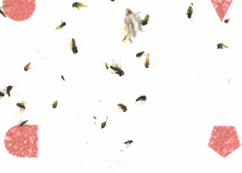Fullscreen Image
