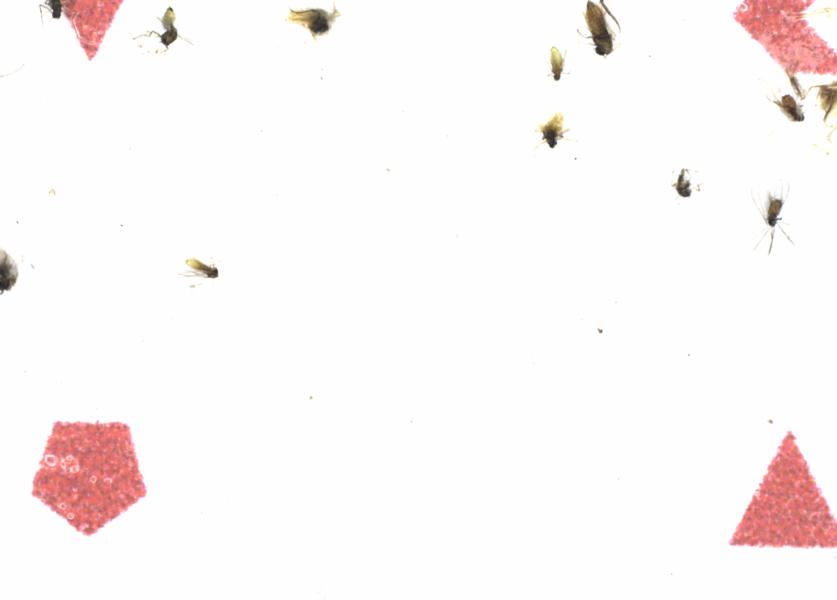 Fullscreen Image