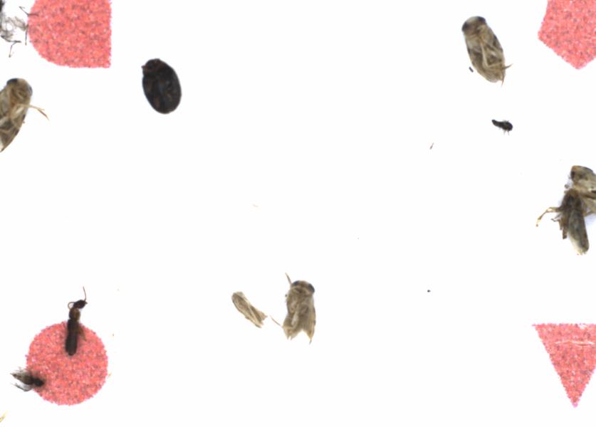 Fullscreen Image