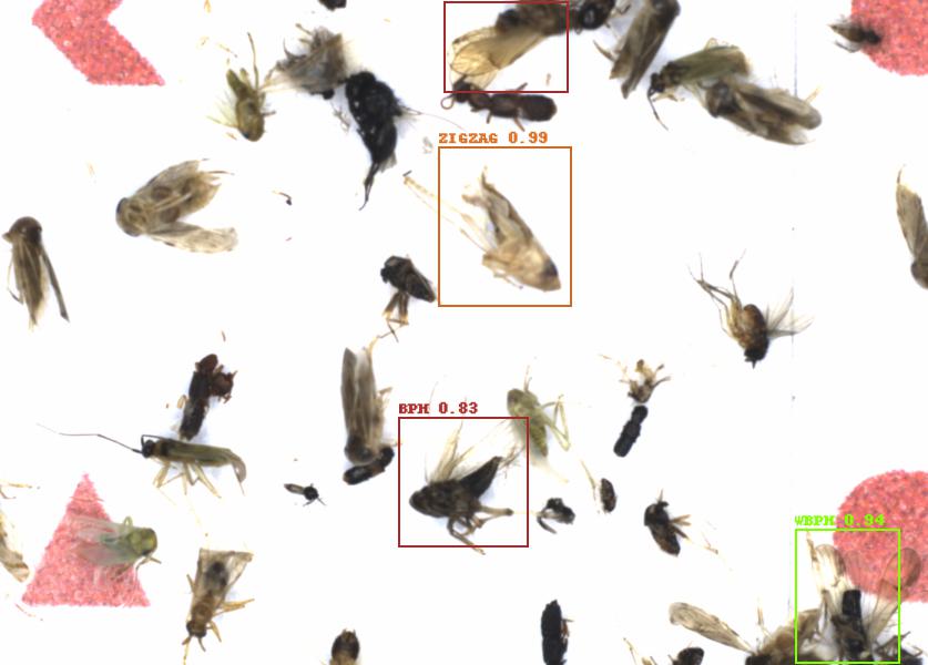 Fullscreen Image