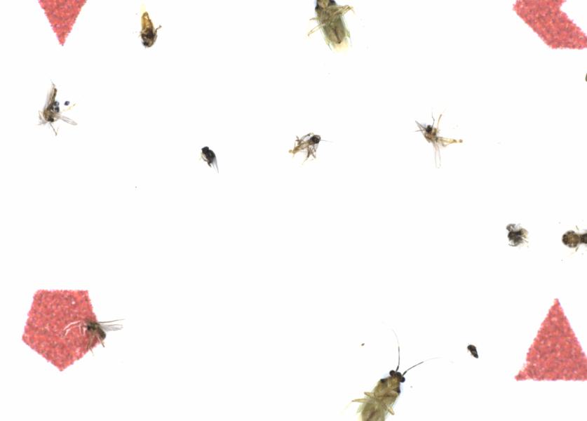 Fullscreen Image