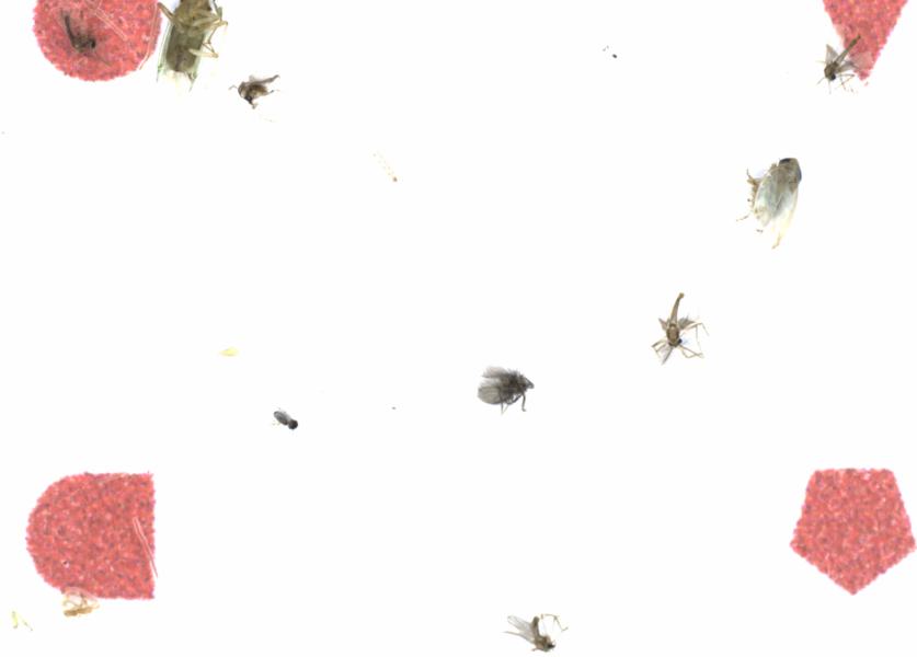 Fullscreen Image