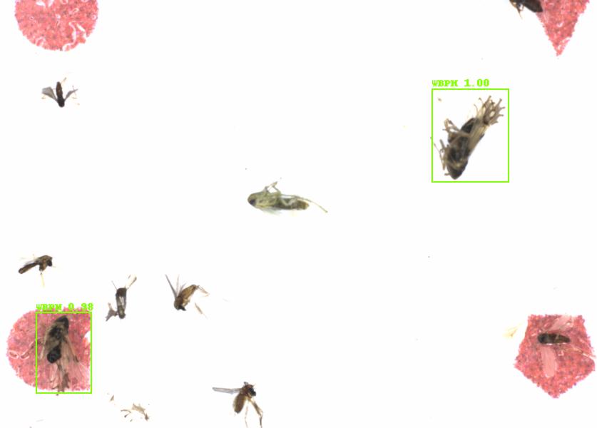 Fullscreen Image