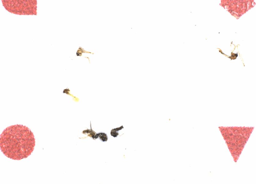Fullscreen Image