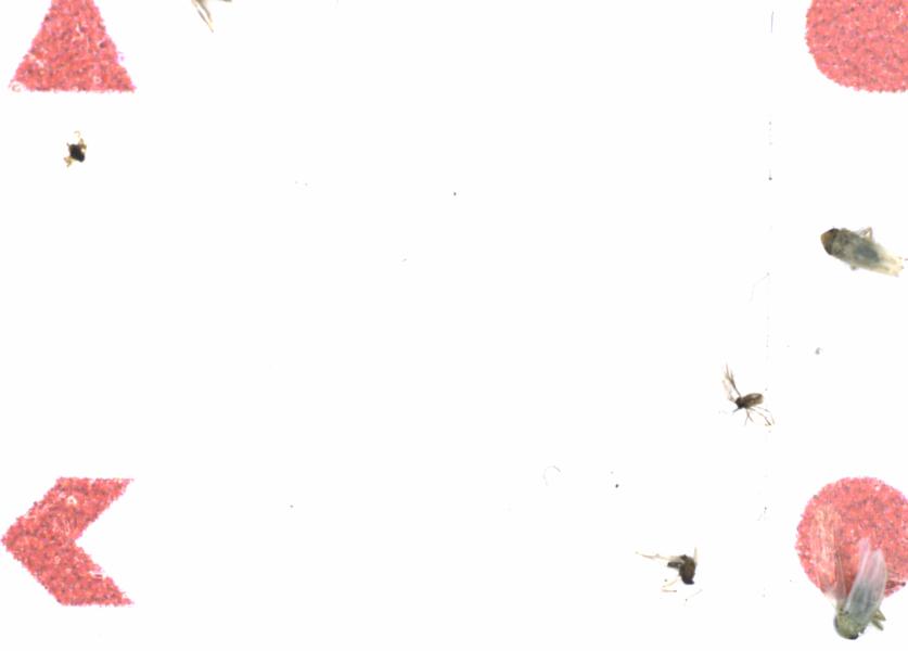 Fullscreen Image