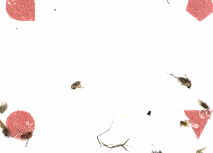 Fullscreen Image