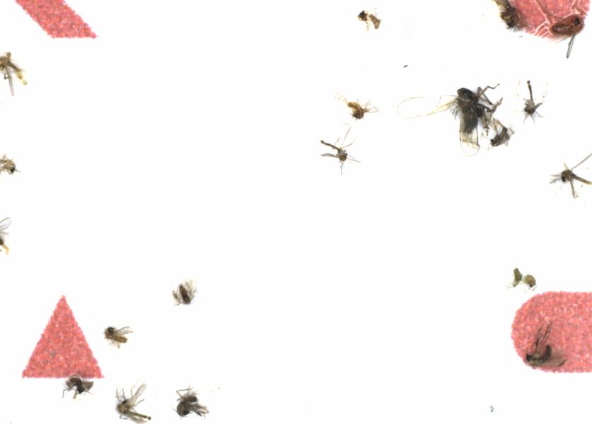 Fullscreen Image