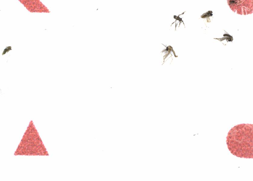 Fullscreen Image