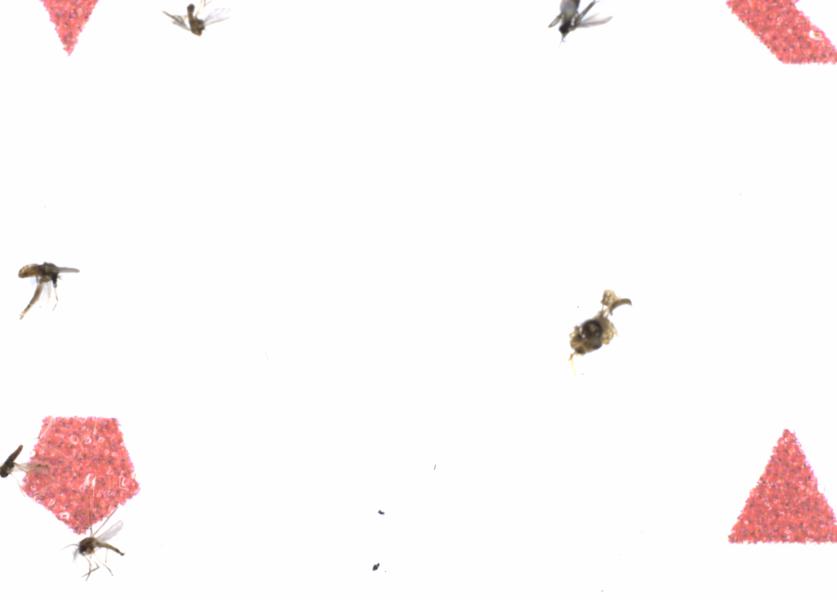 Fullscreen Image