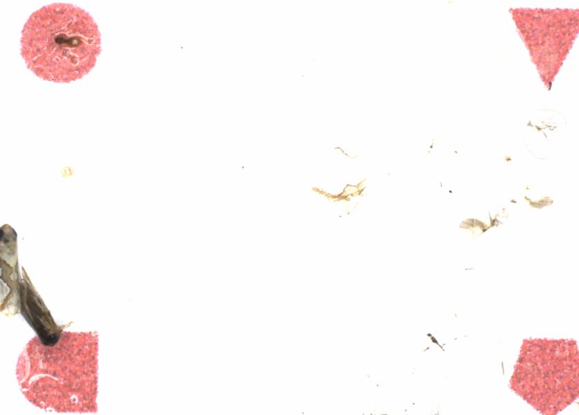 Fullscreen Image