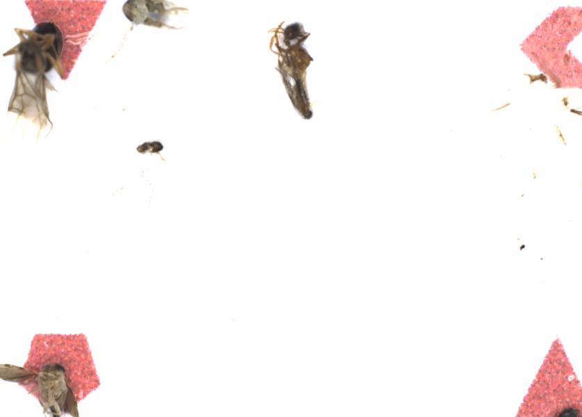 Fullscreen Image