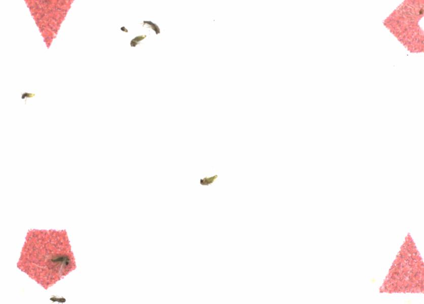 Fullscreen Image
