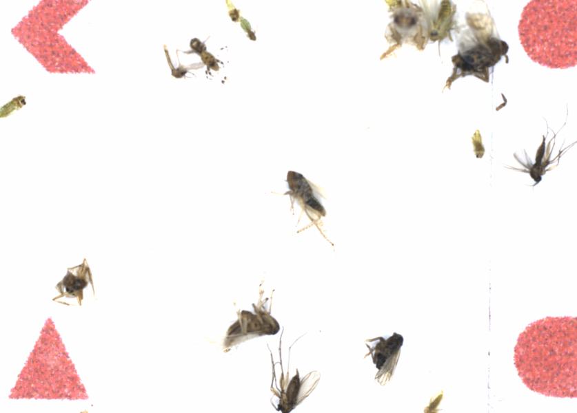 Fullscreen Image