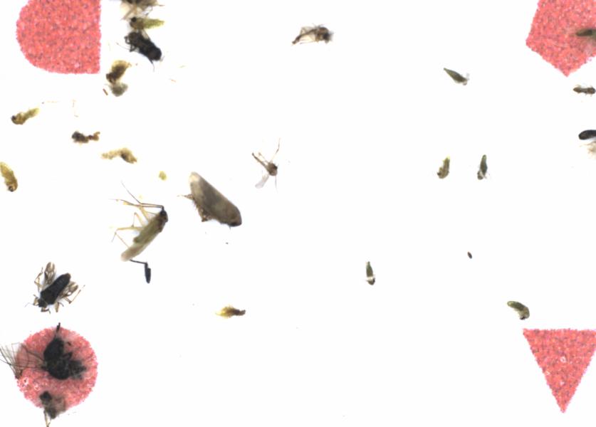 Fullscreen Image