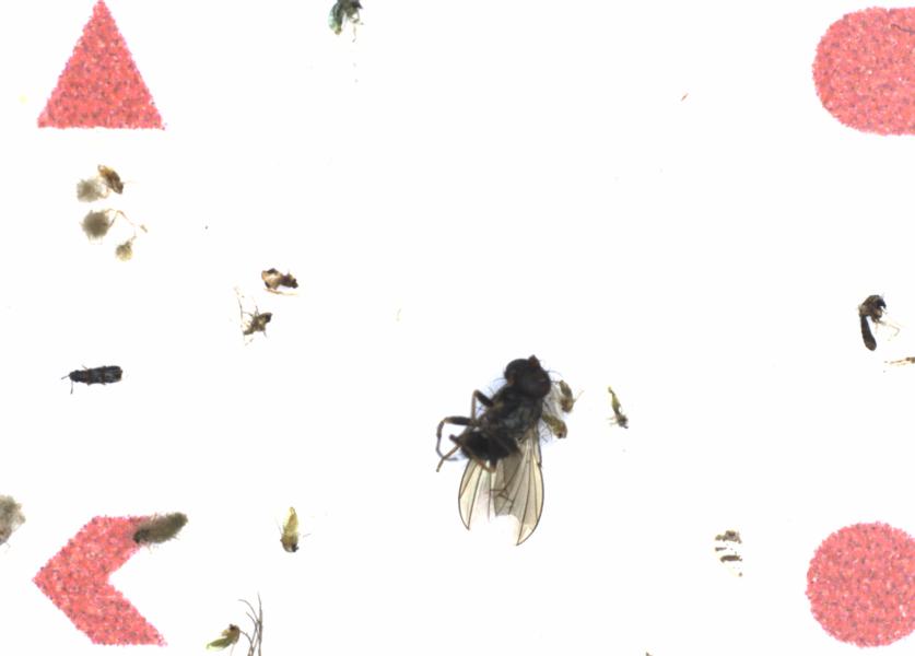 Fullscreen Image
