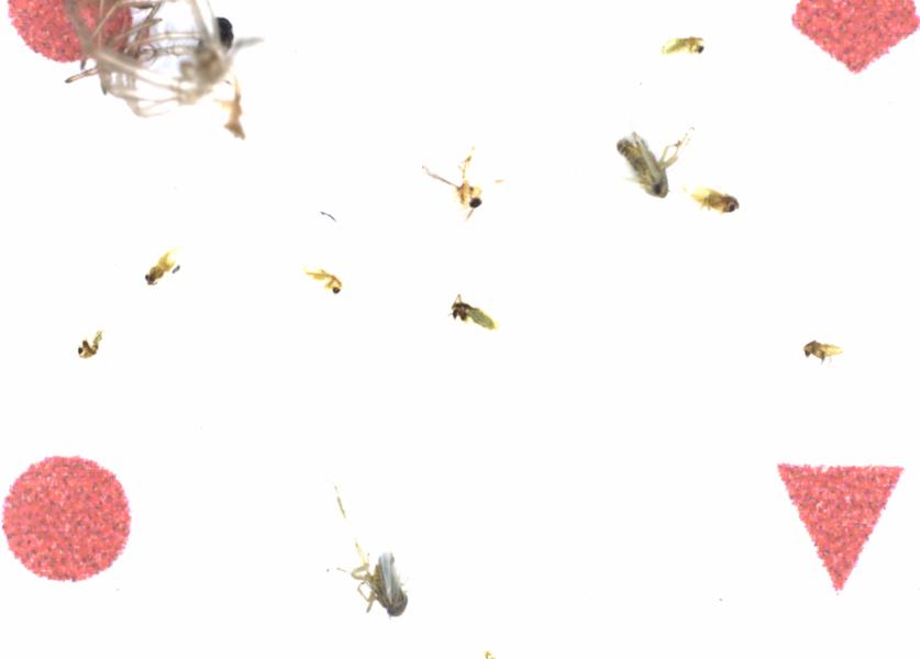 Fullscreen Image