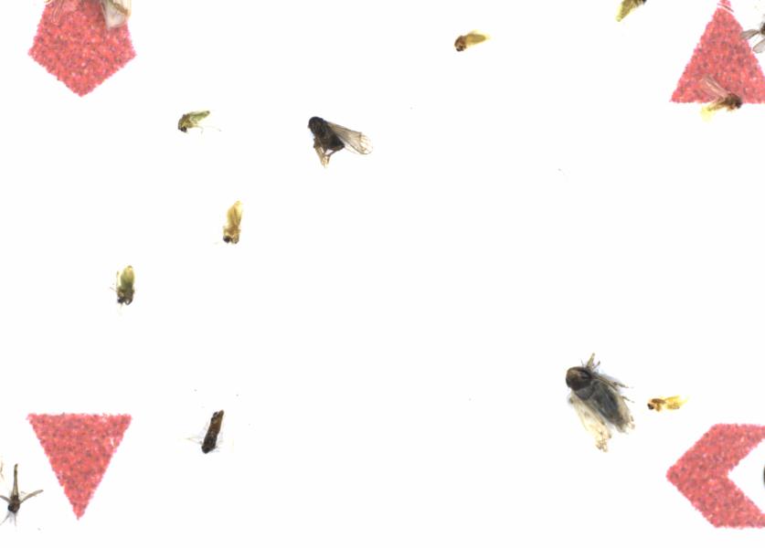 Fullscreen Image