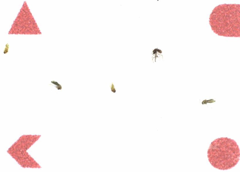 Fullscreen Image