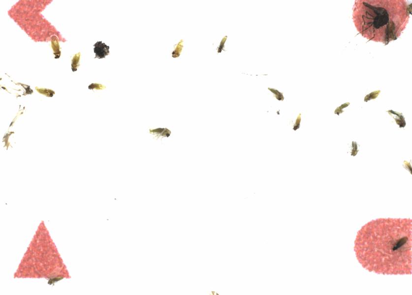 Fullscreen Image