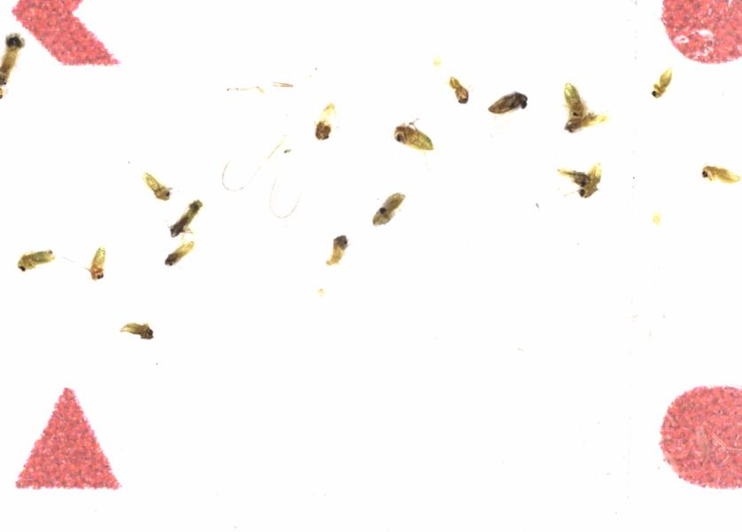 Fullscreen Image