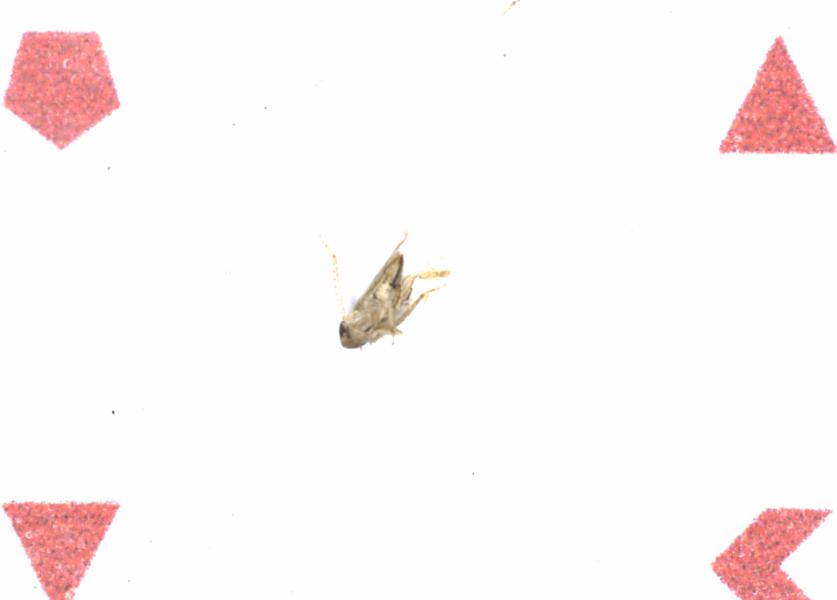 Fullscreen Image