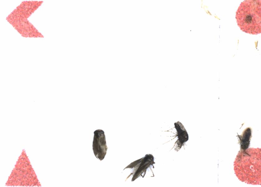 Fullscreen Image