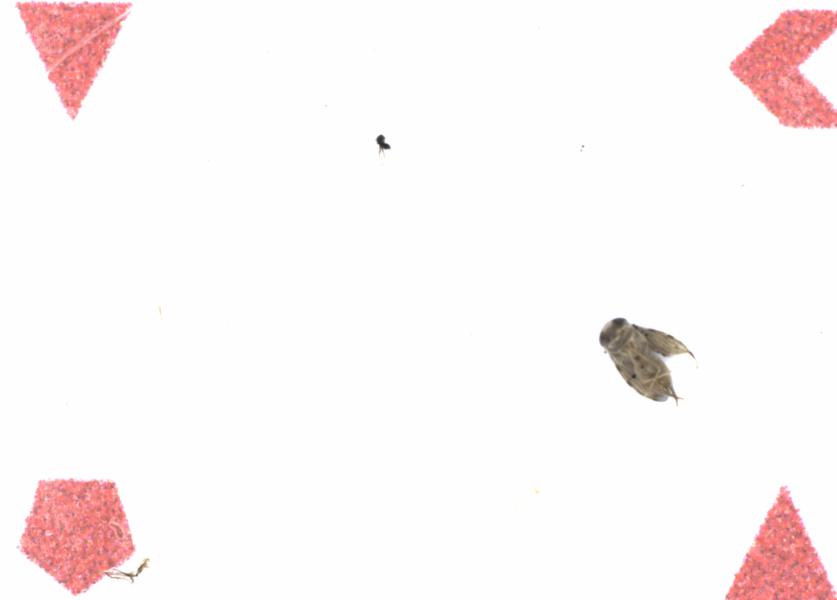 Fullscreen Image