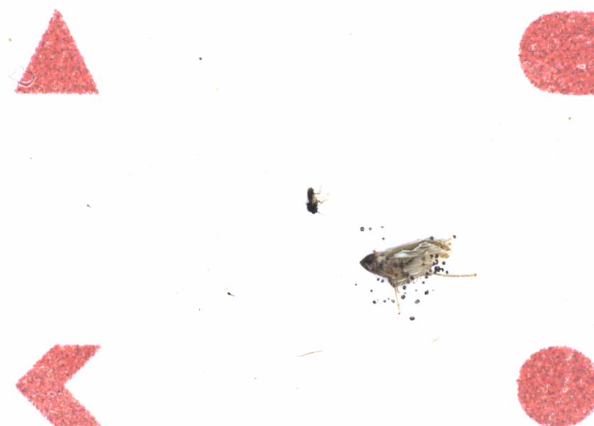 Fullscreen Image