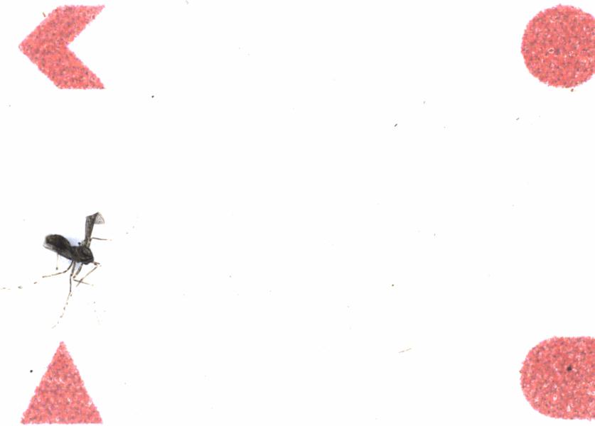Fullscreen Image