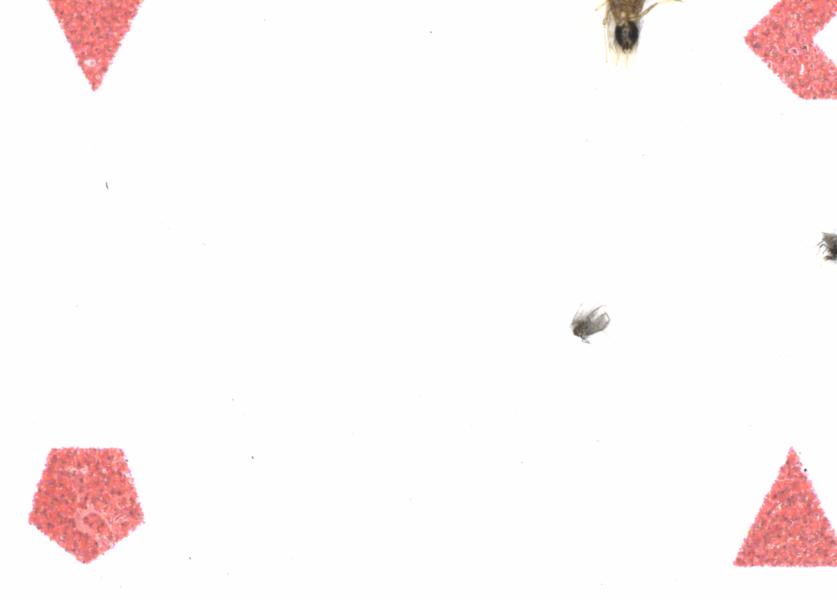 Fullscreen Image