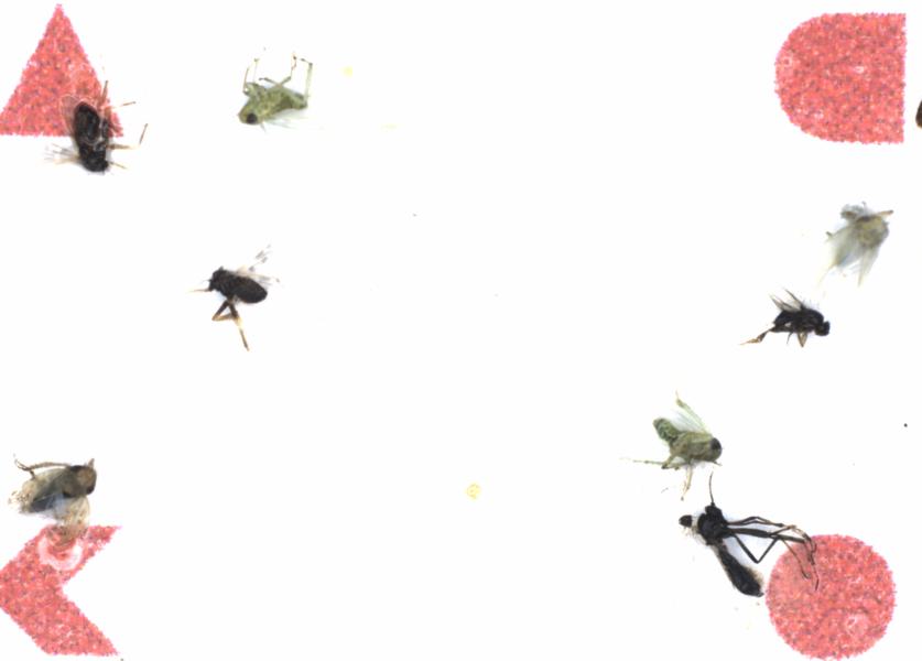 Fullscreen Image