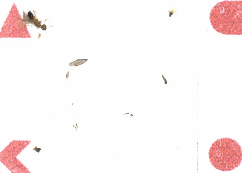Fullscreen Image
