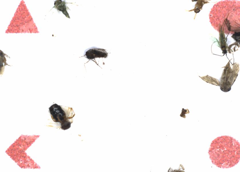 Fullscreen Image