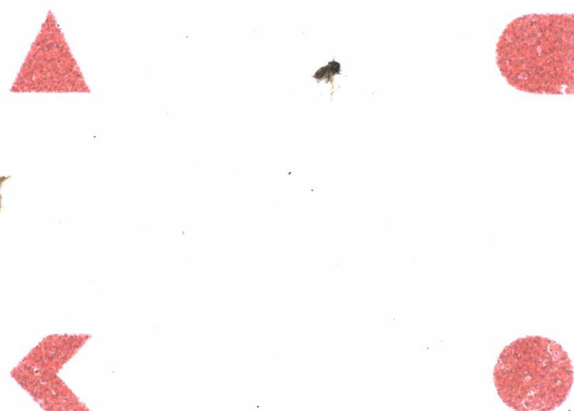 Fullscreen Image