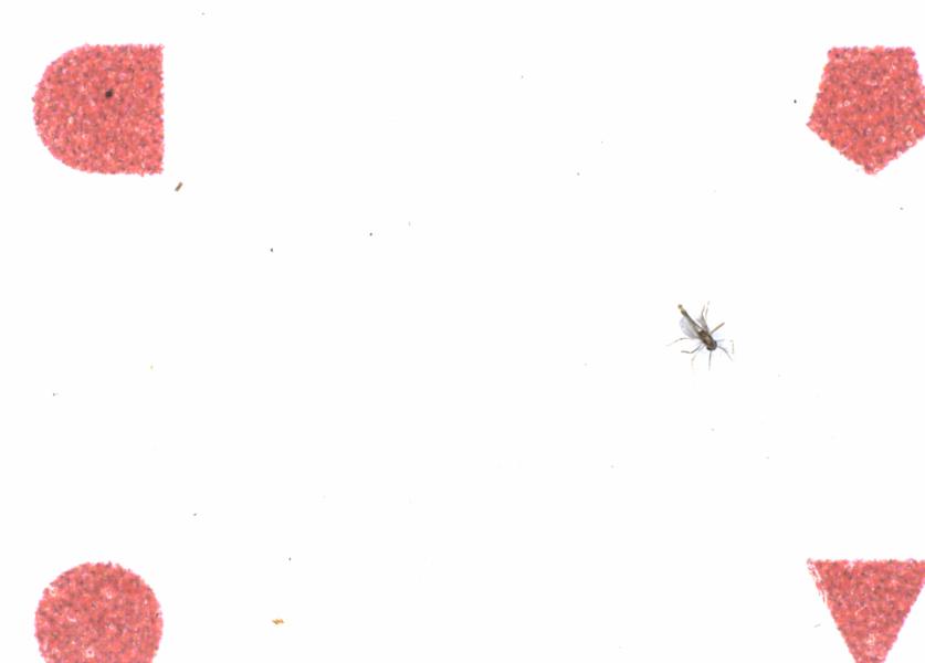 Fullscreen Image