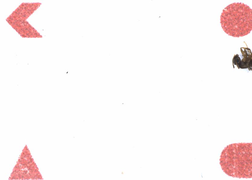 Fullscreen Image