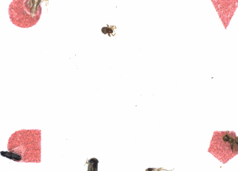 Fullscreen Image