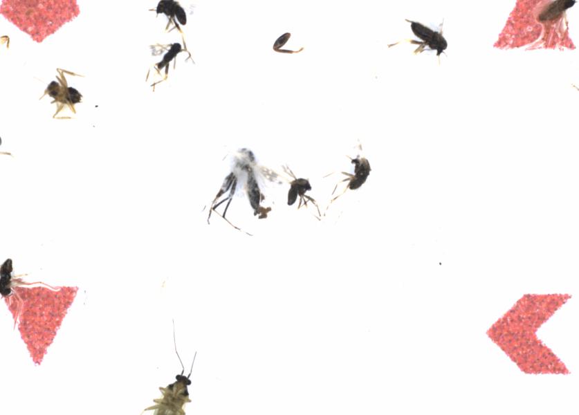 Fullscreen Image