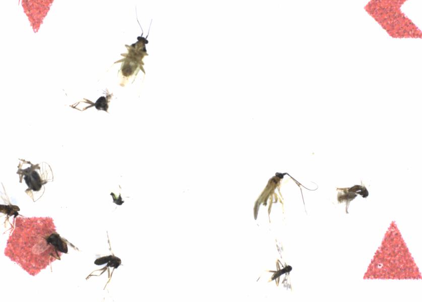 Fullscreen Image