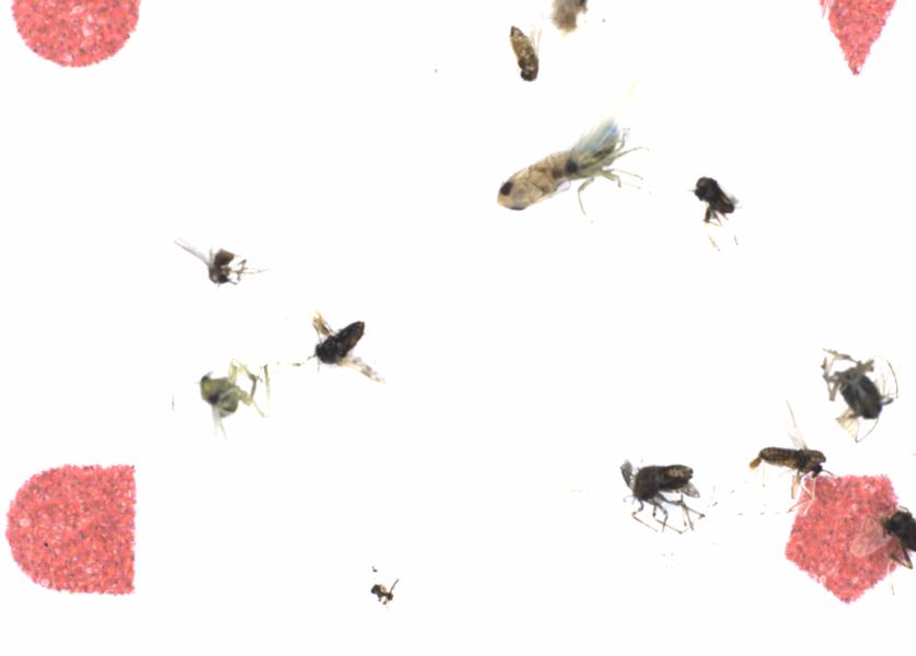 Fullscreen Image