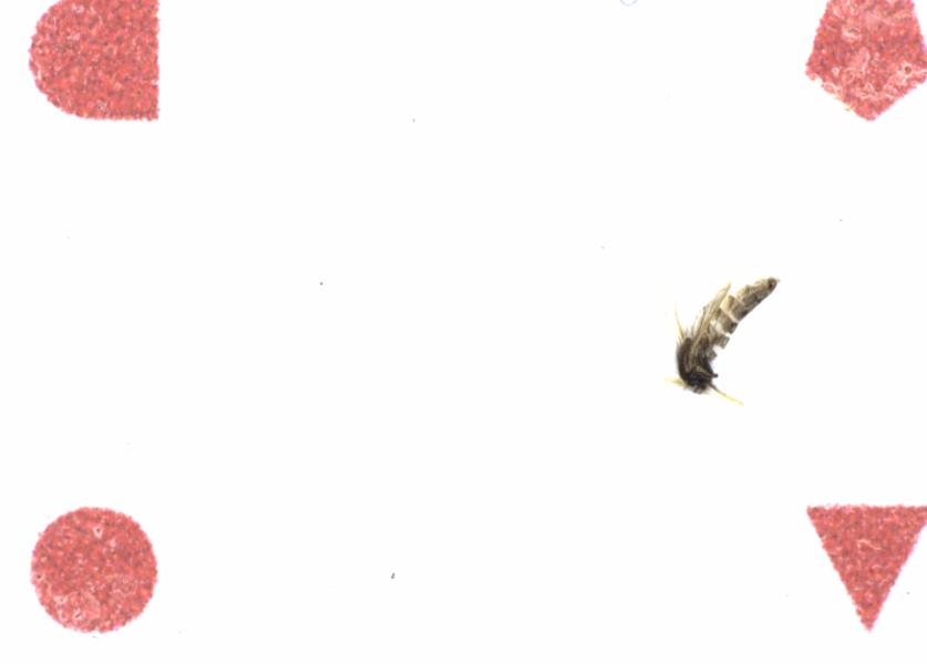 Fullscreen Image